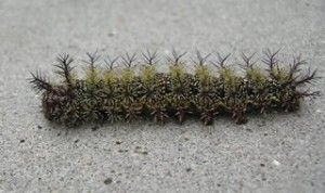 Caterpillar